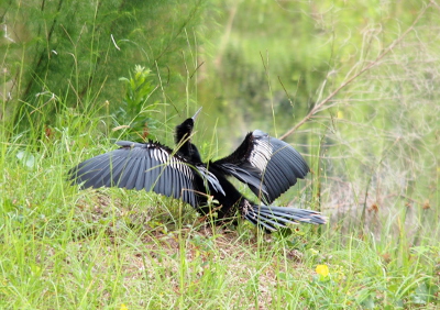 [Anhinga standing on the grassy hillside beside the pond. This is a side view as the bird faces to the left with its head turned toward the water. Its wings are completely spread and its long tail feathers are fanned.]